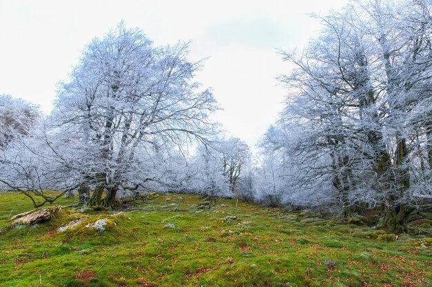 Bella vista degli alberi spogli gelidi su una montagna