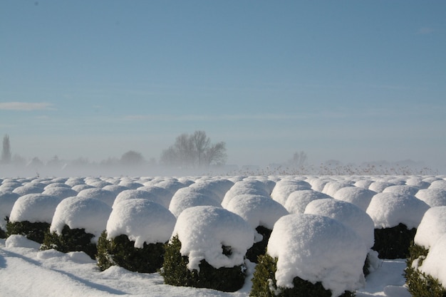 Bella vista del paesaggio invernale con filari di arbusti ricoperti di neve nel Brabante, Paesi Bassi