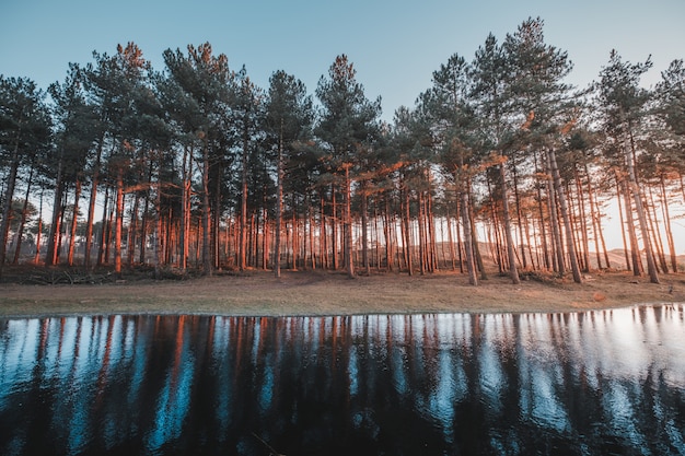 Bella vista del riflesso degli alberi in un lago catturato a Oostkapelle, Paesi Bassi