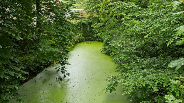 Bella vista dell'acqua ferma in uno stagno circondato da alberi e piante