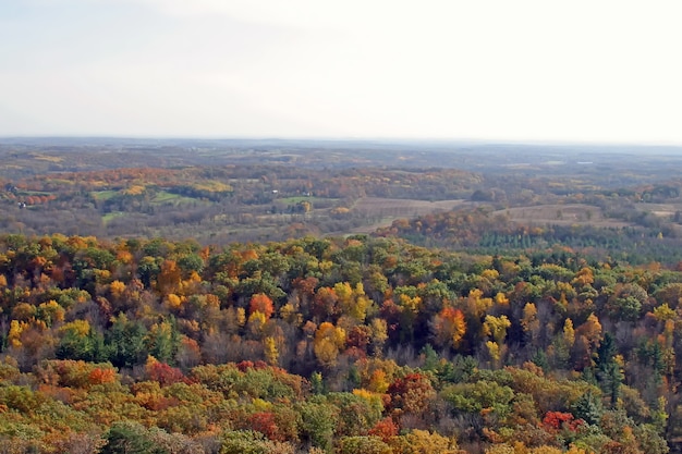 Bella vista della foresta decidua