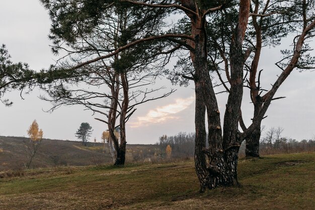 Bella vista della natura rurale