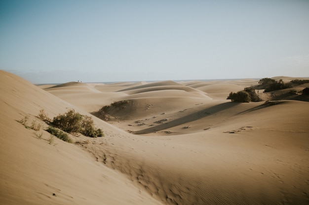 Bella vista delle dune del deserto con cespugli verdi - perfetta per la carta da parati