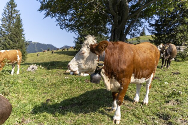 Bella vista delle mucche al pascolo nel prato