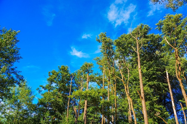 Bella vista di alberi ad alto fusto su un cielo blu