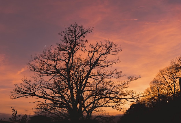 Bella vista di alcuni grandi alberi con le nuvole nel cielo colorato