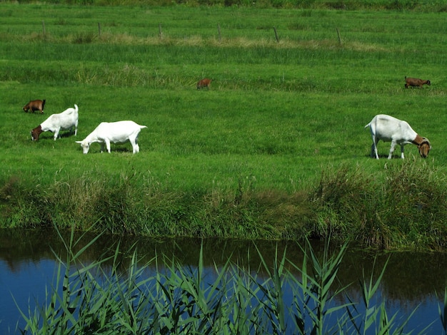 Bella vista di cinque capre di fattoria che pascolano sull'erba in un campo vicino a un canale nei Paesi Bassi