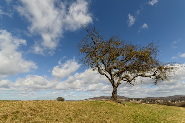 Bella vista di un albero solitario nel mezzo di un campo con nuvole