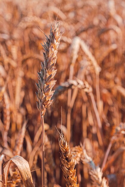 Bella vista di un campo di grano