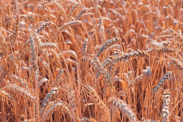 Bella vista di un campo di grano