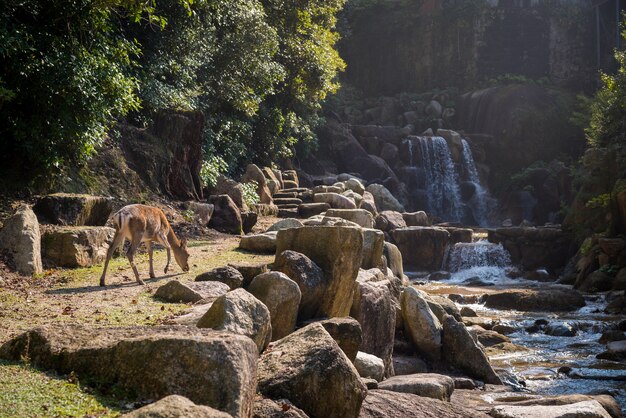 Bella vista di un cervo dalla cascata e le pietre catturate nell'isola di Miyajima, in Giappone