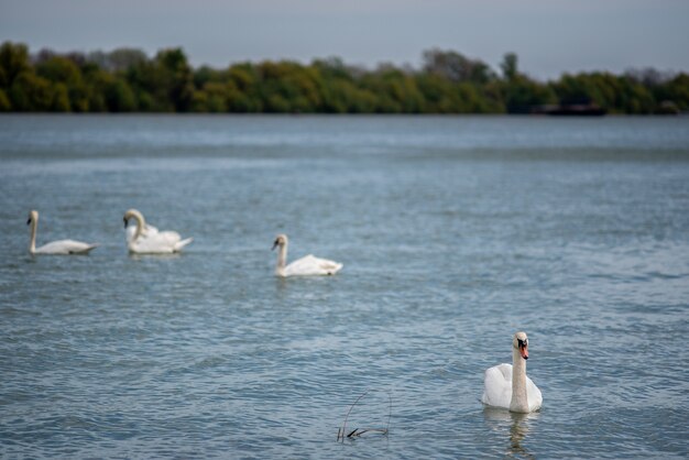 Bella vista di un cigno che nuota nel lago nel parco