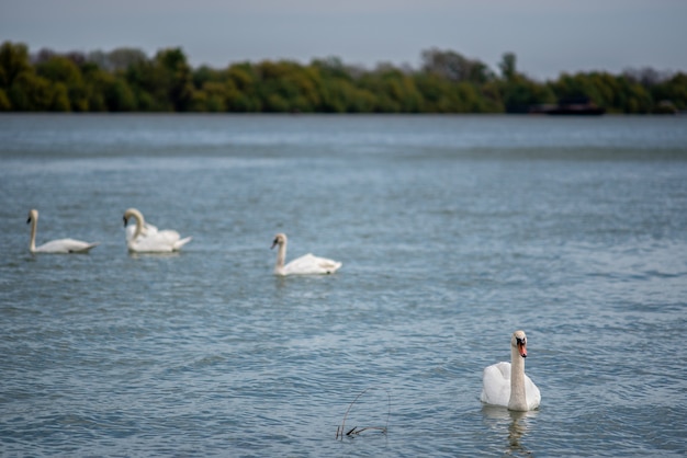 Bella vista di un cigno che nuota nel lago nel parco