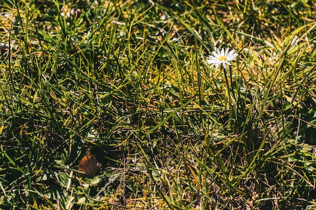 Bella vista di un fiore margherita nel campo in erba