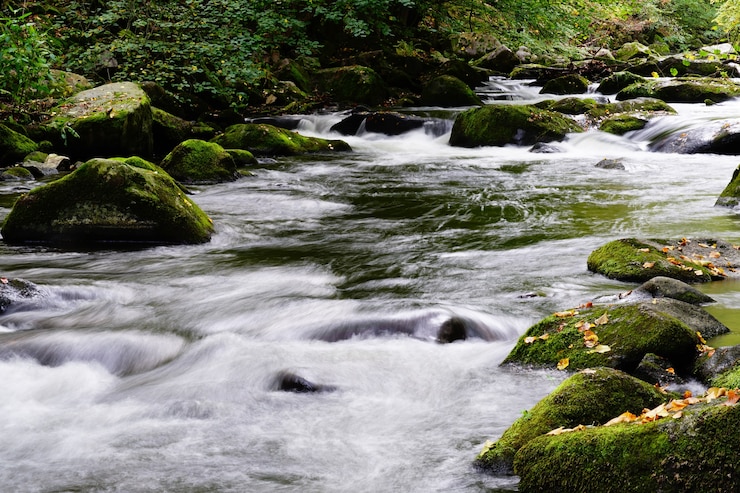 Foto gratuito bella vista di un fiume che scorre attraverso una foresta
