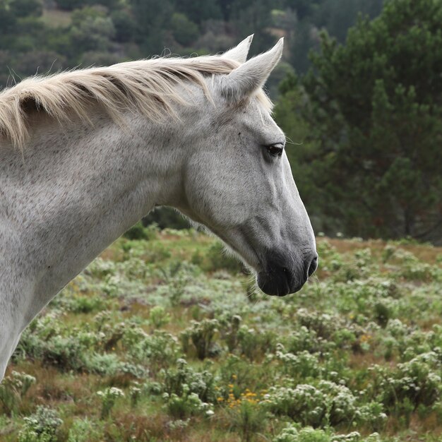 Bella vista di un magnifico cavallo bianco con il campo verde