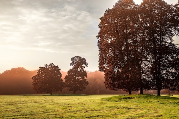 Bella vista di un parco coperto di erba e alberi su un alba