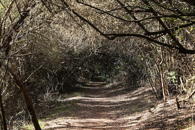 Bella vista di un sentiero che attraversa un tunnel di alberi