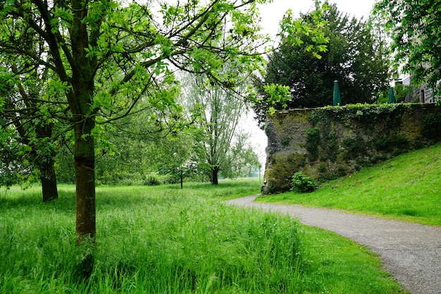 Bella vista di un sentiero tra l'erba e gli alberi in un parco