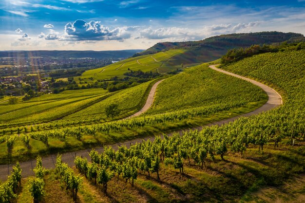 Bella vista di un vigneto immerso nel verde delle colline al tramonto