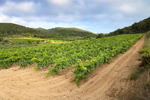 Bella vista di un vigneto in una giornata nuvolosa - perfetta per la carta da parati