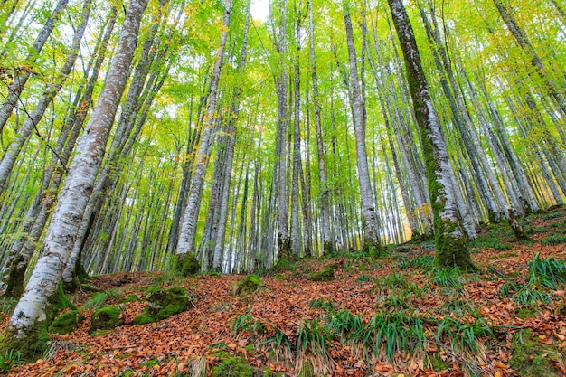 Bella vista di una foresta con alberi alti e snelli e foglie marroni che coprono il terreno