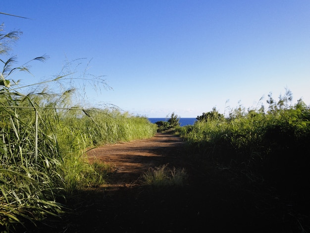 Bella vista di una strada circondata da erba alta che va verso l'oceano sotto il cielo blu