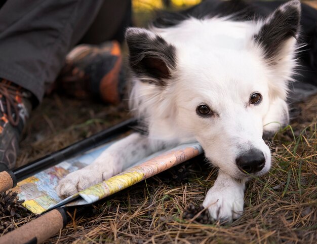 Bella vista frontale del cane bianco e nero