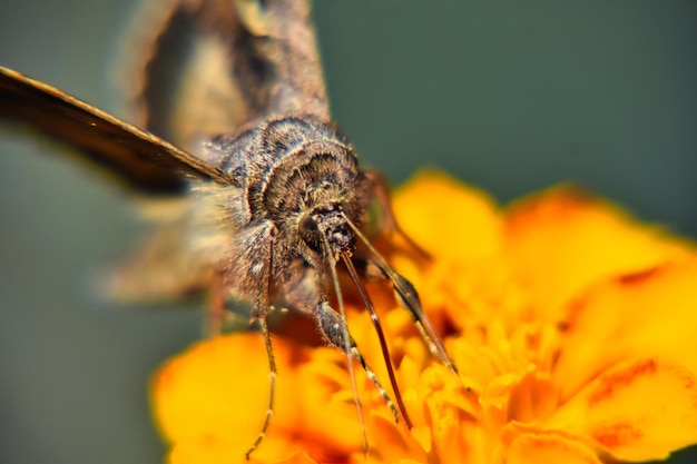 Bella vista macro di una farfalla marrone e bianca sul fiore giallo su una superficie sfocata