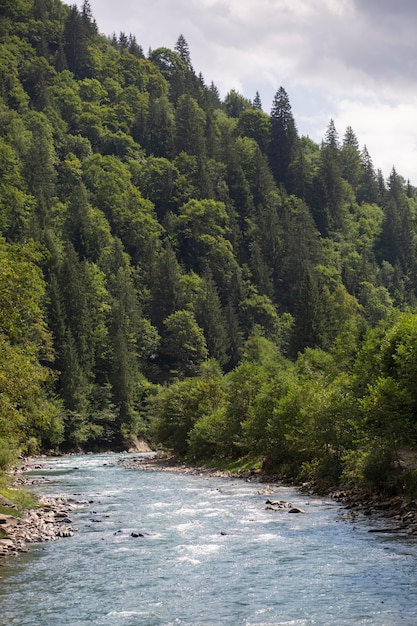 Bella vista rurale con alberi