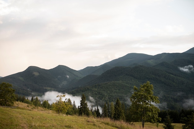 Bella vista rurale con alberi