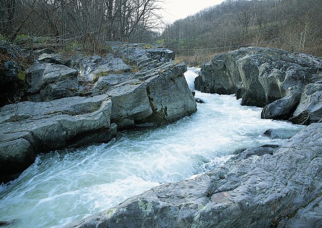 Bella vista sul ruscello d'acqua nella foresta circondata da alberi con rami spogli