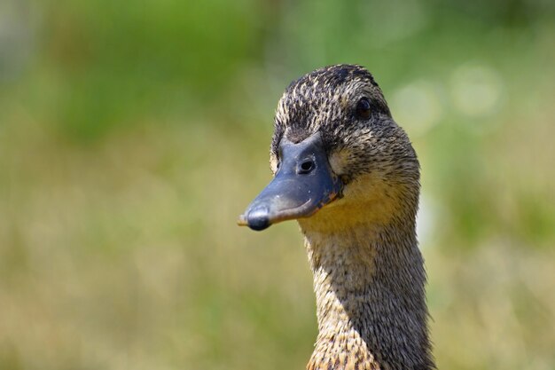 Belle anatre selvatiche allo stagno. Fauna selvatica in una soleggiata giornata estiva. Giovane uccello acquatico.