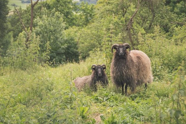 Belle due pecore con le corna che stanno in un campo verde