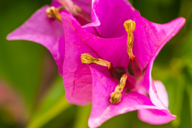 Belle fioriture fresche rosa con pistilli gialli