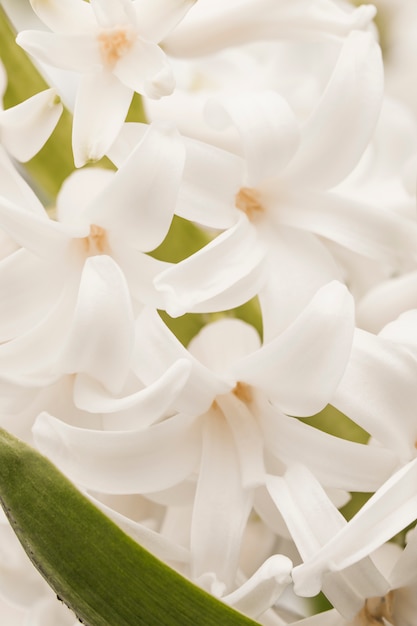 Belle fioriture tropicali bianche