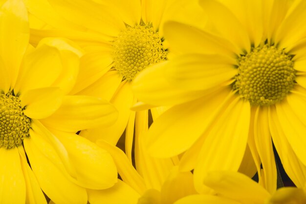 Belle margherite con petali gialli