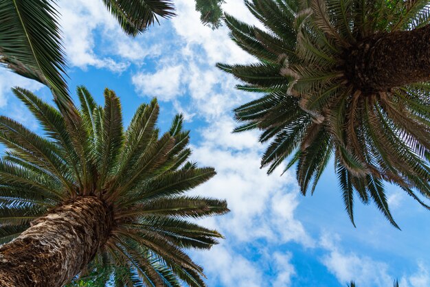 Belle palme verdi contro il cielo soleggiato blu con il fondo delle nuvole leggere.