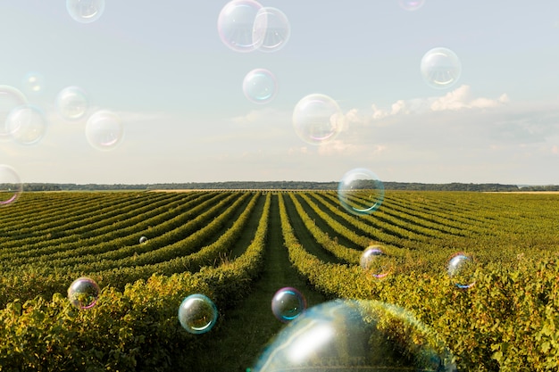 Belle piante paesaggio e bolle di sapone