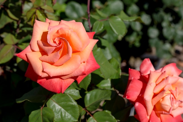 Belle rose arancio del primo piano all'aperto