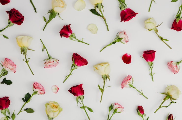 Foto gratuito belle rose fresche in posa piatta