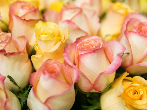 Belle rose gialle e rosa naturali