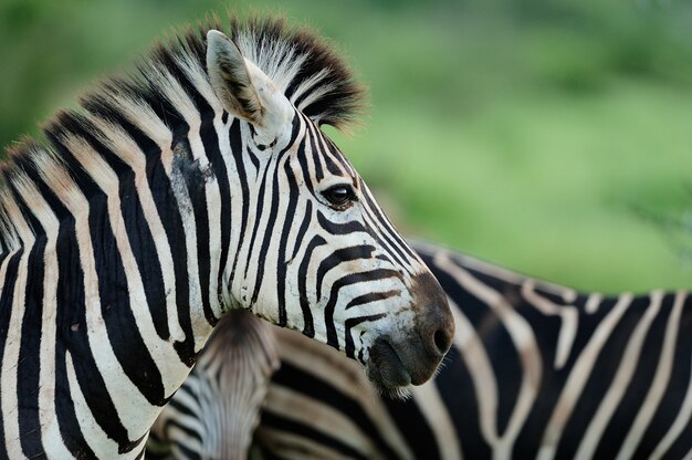 Belle zebre su un campo coperto di erba