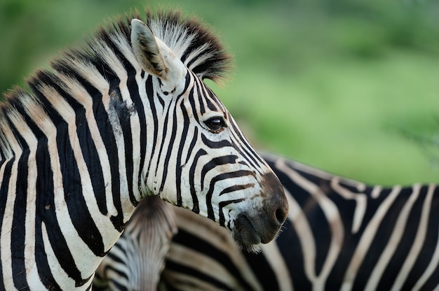 Belle zebre su un campo coperto di erba