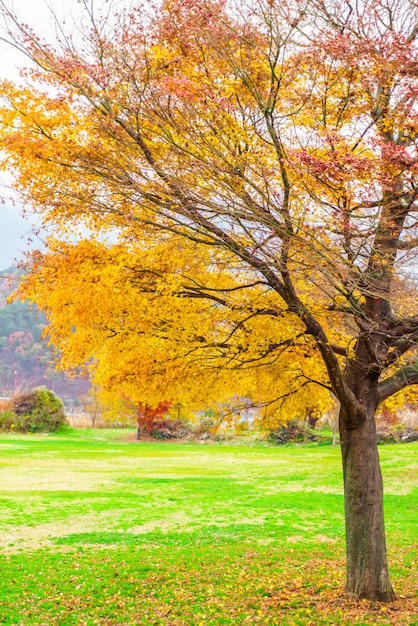 bellezza albero di autunno la natura marrone