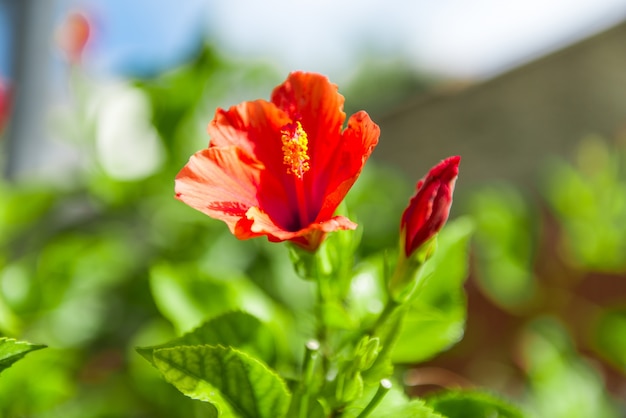 Bellezza e fiori colorati