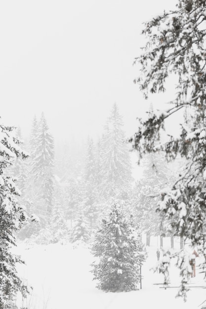 Belli boschi nella foresta invernale