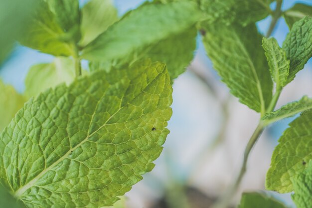 Bellissima pianta a foglia naturale