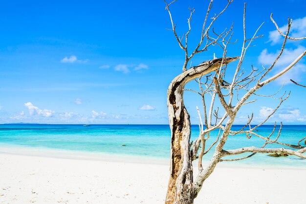 Bellissima spiaggia tropicale