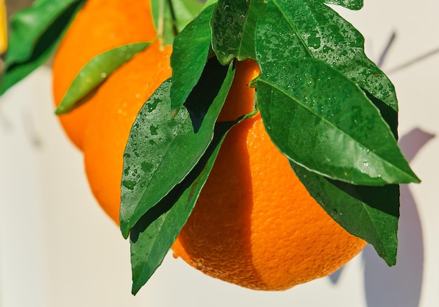 Bellissime arance succose closeup agrumi appena raccolti in gocce d'acqua alla luce solare intensa fuoco selettivo agrumi maturi per colazione e spremitura